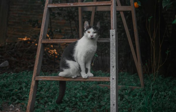 Découvrez les bienfaits insoupçonnés du lait d'or pour combattre l'inflammation : votre guide santé essentiel !